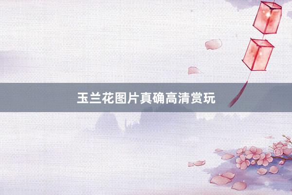 玉兰花图片真确高清赏玩